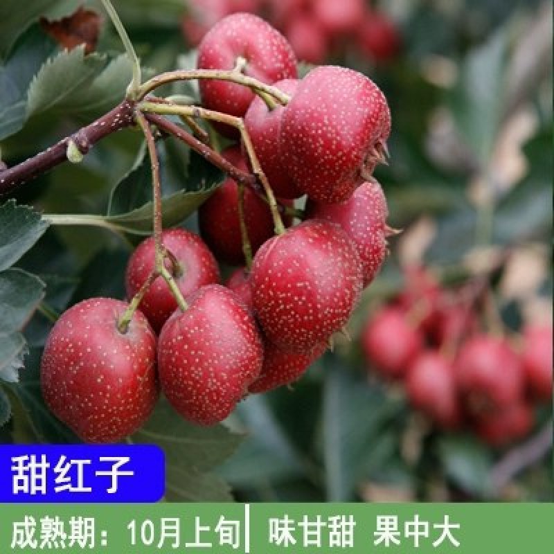山楂树盆栽盆景矮化小树桩室内阳台当年开花结果带盆果树树苗