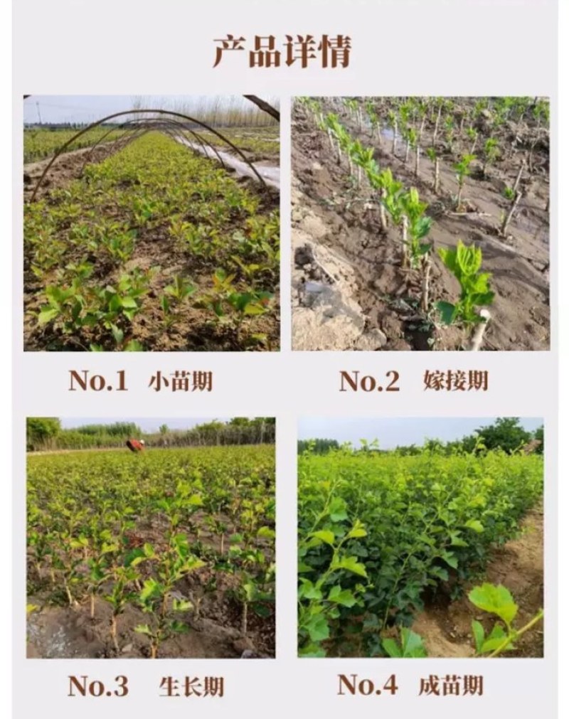 山楂树盆栽盆景矮化小树桩室内阳台当年开花结果带盆果树树苗