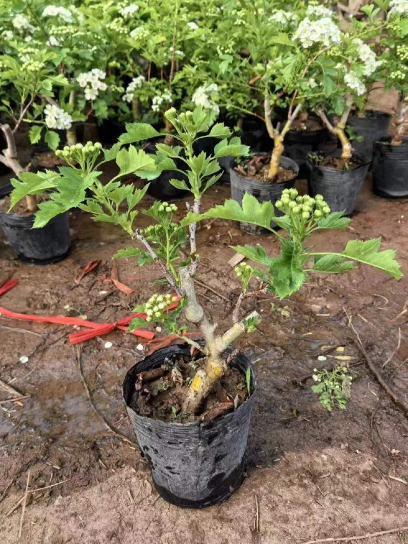 山楂树盆栽盆景矮化小树桩室内阳台当年开花结果带盆果树树苗