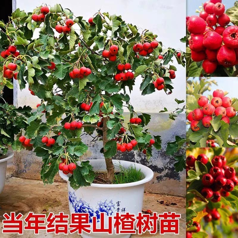 山楂树盆栽盆景矮化小树桩室内阳台当年开花结果带盆果树树苗