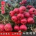 山楂树盆栽盆景矮化小树桩室内阳台当年开花结果带盆果树树苗