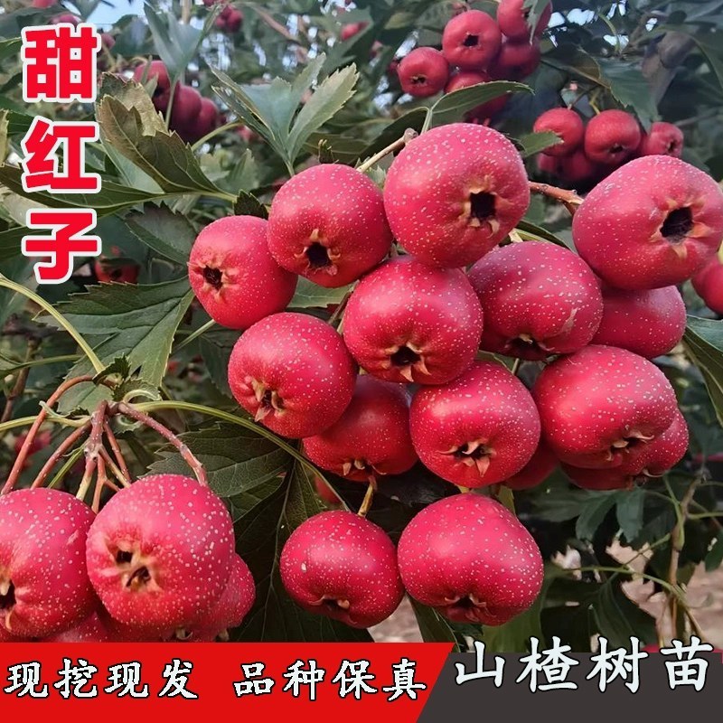 山楂树盆栽盆景矮化小树桩室内阳台当年开花结果带盆果树树苗
