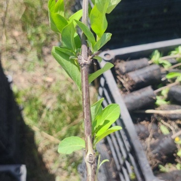 北花一号营养杯金银花苗