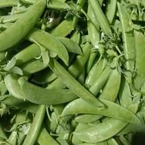 精品甜豆豌豆产地直发保质保量供应电商超市市场