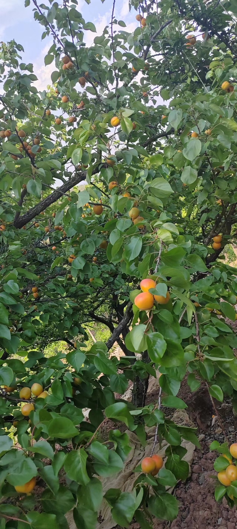 4月24日金太阳杏熟了