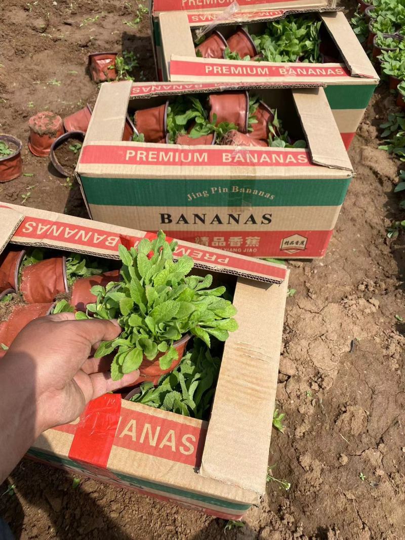 地被鼠尾草基地直销大量有货，鼠尾草品种多质量好
