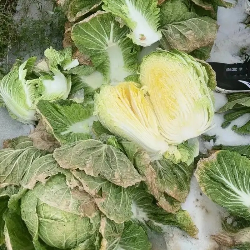 精品黄心白菜大量上市品质保证量大从优一手货源
