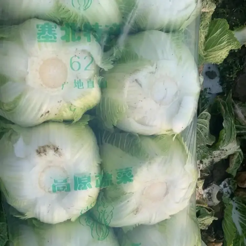 精品黄心白菜大量上市品质保证量大从优一手货源