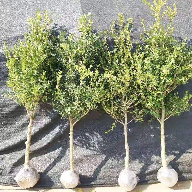 基地批发黄杨苗。规格齐全根系发达耐寒成活率高欢迎来电