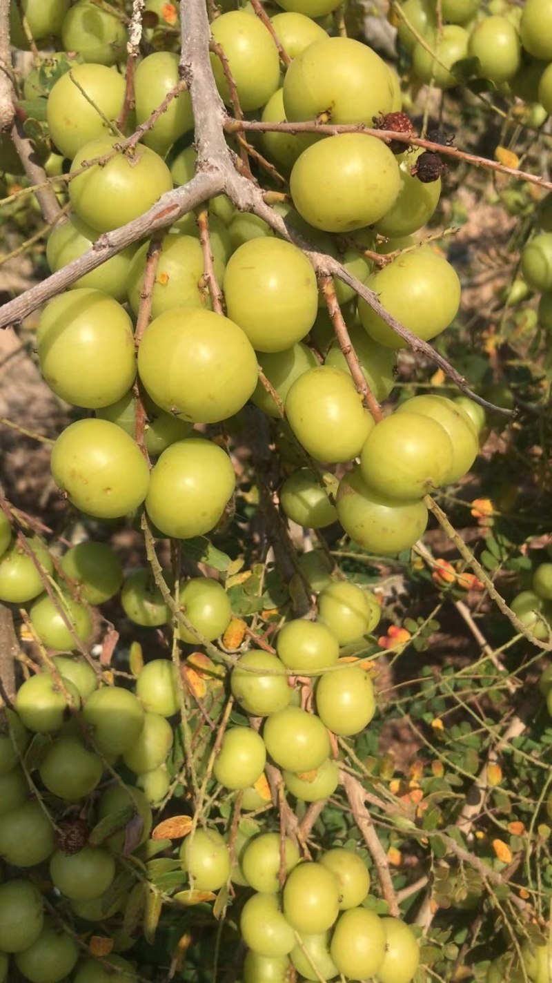 丙甜油甘，矮种，冬甘榨汁果