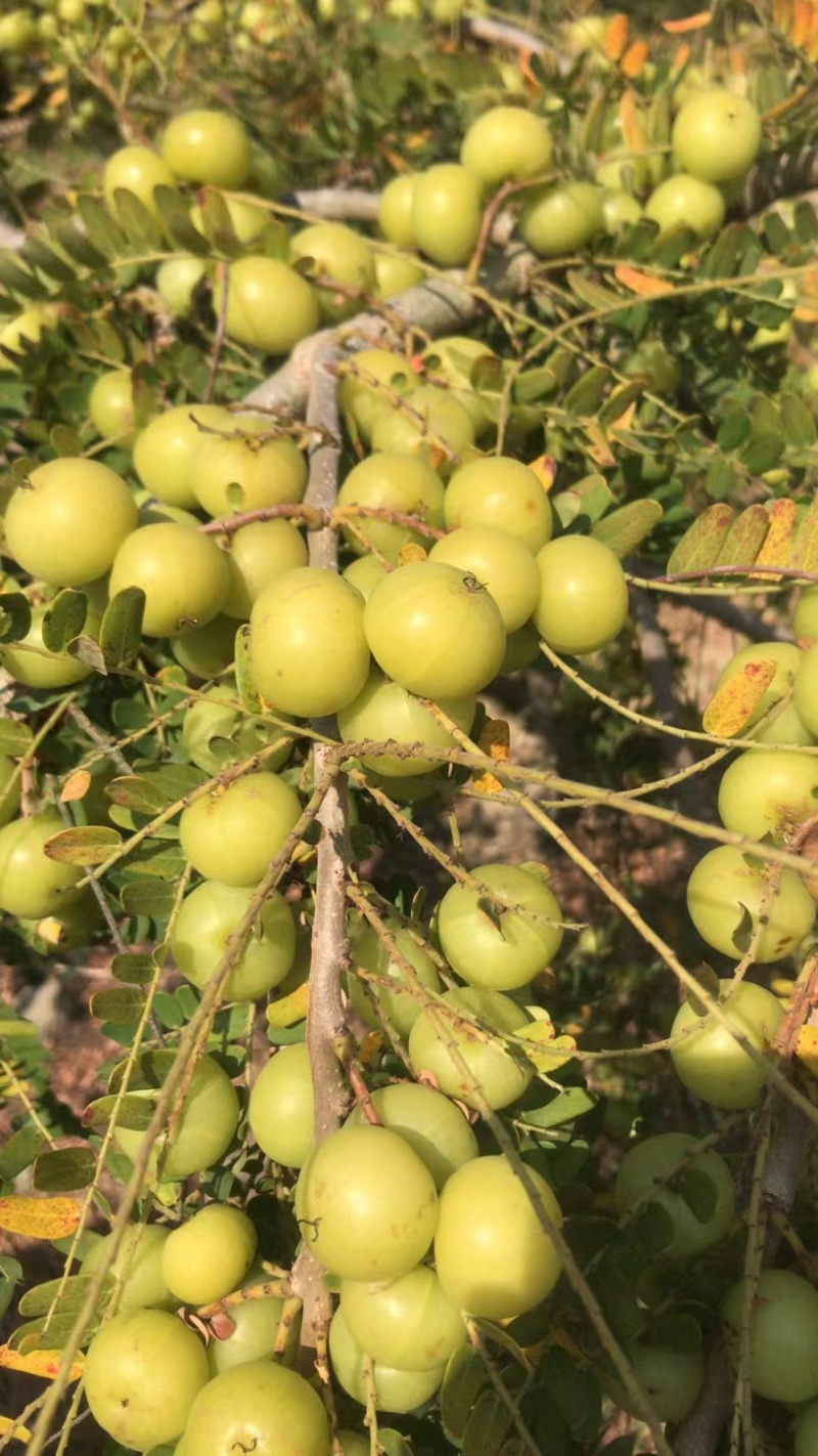 丙甜油甘，矮种，冬甘榨汁果