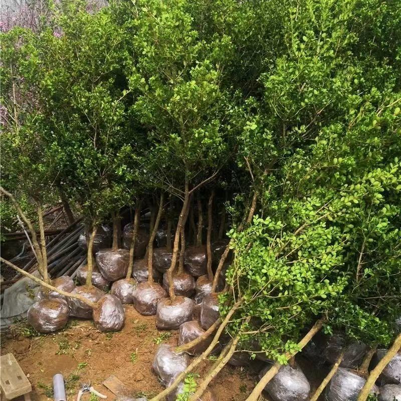 基地批发黄杨苗。规格齐全根系发达耐寒成活率高欢迎来电