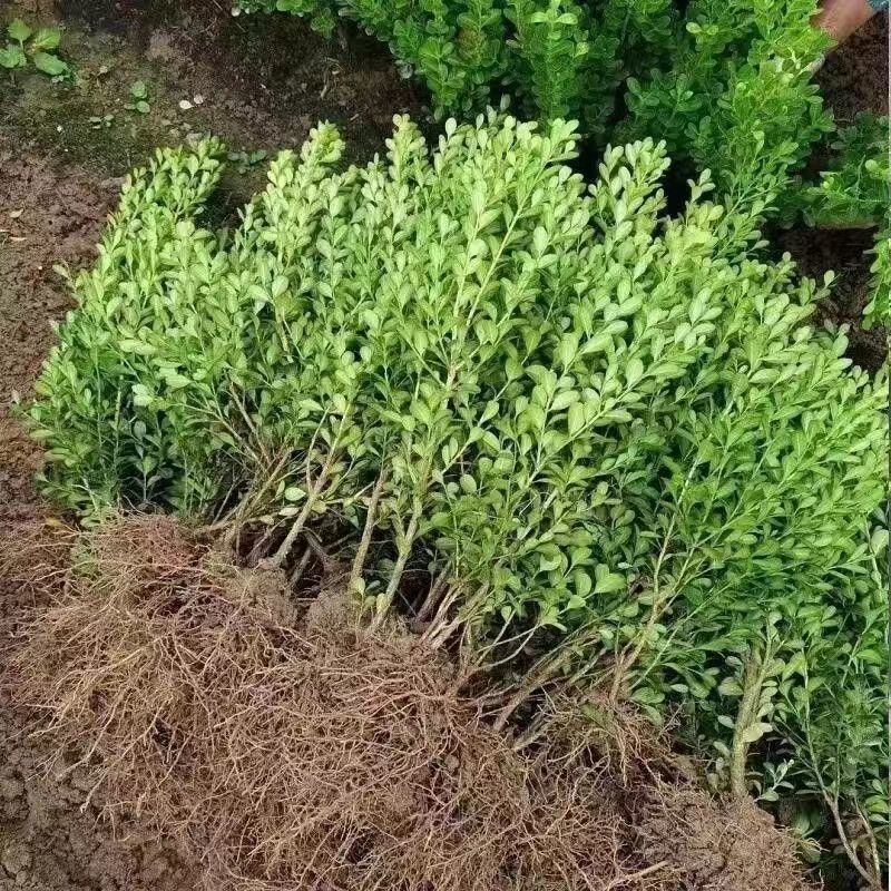 基地批发黄杨苗。规格齐全根系发达耐寒成活率高欢迎来电