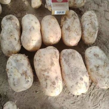 精品黄心土豆大量上市品质保证量大从优一手货源欢迎