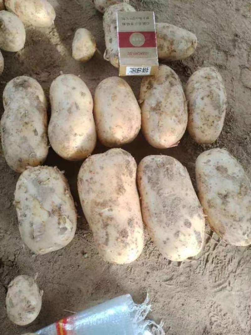 精品黄心土豆大量上市品质保证量大从优一手货源欢迎