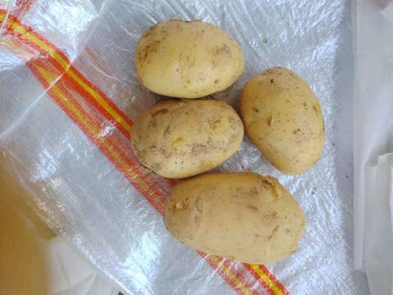 新鲜黄心土豆特写