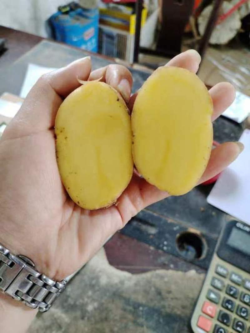 精品黄心土豆大量上市品质保证量大从优一手货源欢迎