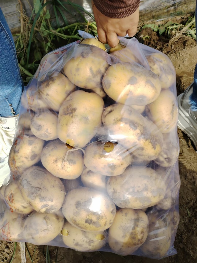 精品黄心土豆大量上市品质保证量大从优一手货源欢迎