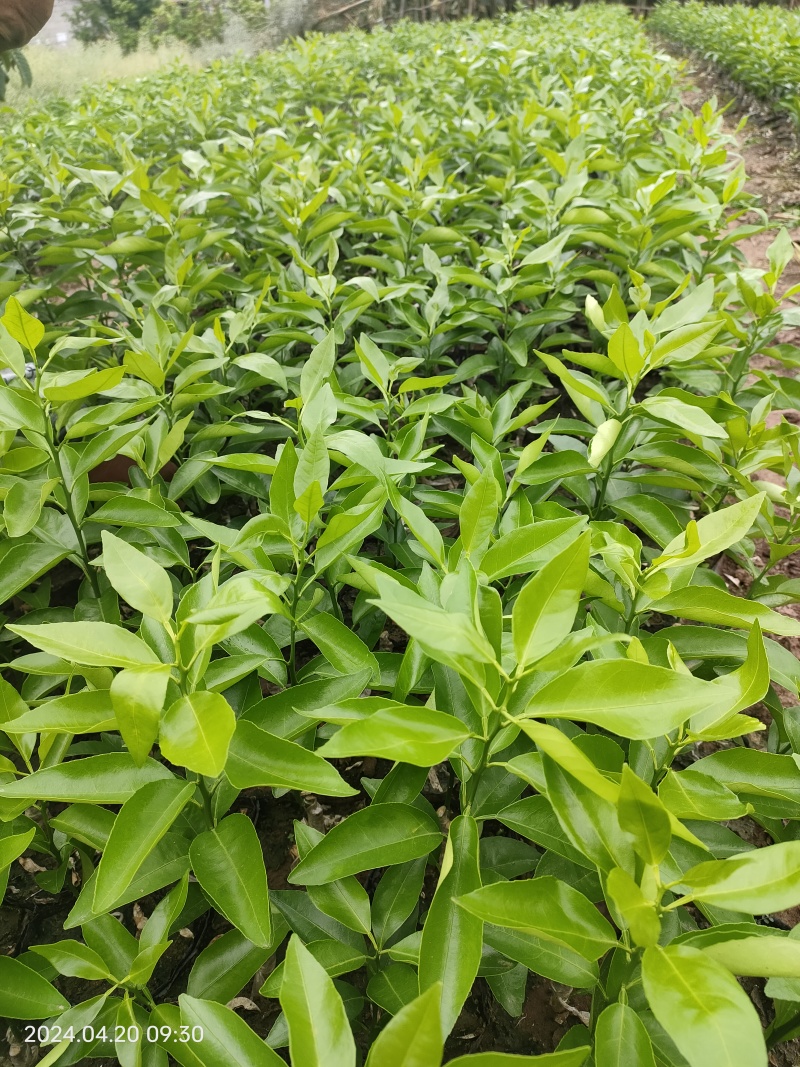 沃柑苗，高度30公分。长期免费技术指导服务。包上车，