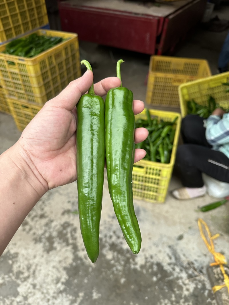 薄皮大果尖椒种子抗性较强好吃易种青秀二号尖椒