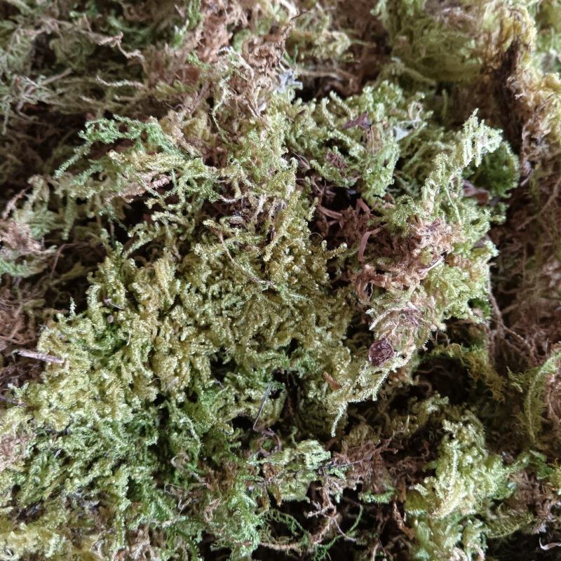 青苔十公斤定量包一手货源杂草少散装统货