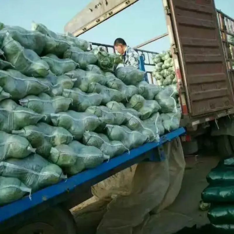 精品扁包菜甘蓝大量上市品质保证一手货源量大从优