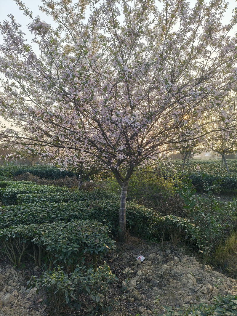 10到18垂丝海棠