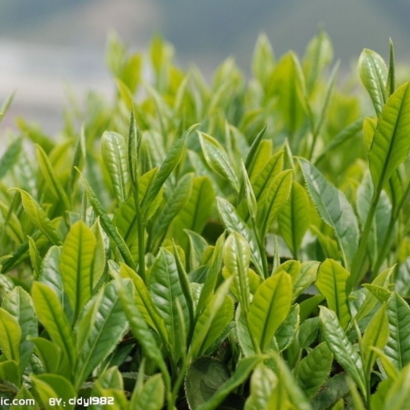 茶叶专用叶面肥催芽嫩绿含氨基酸植物茶叶肥料