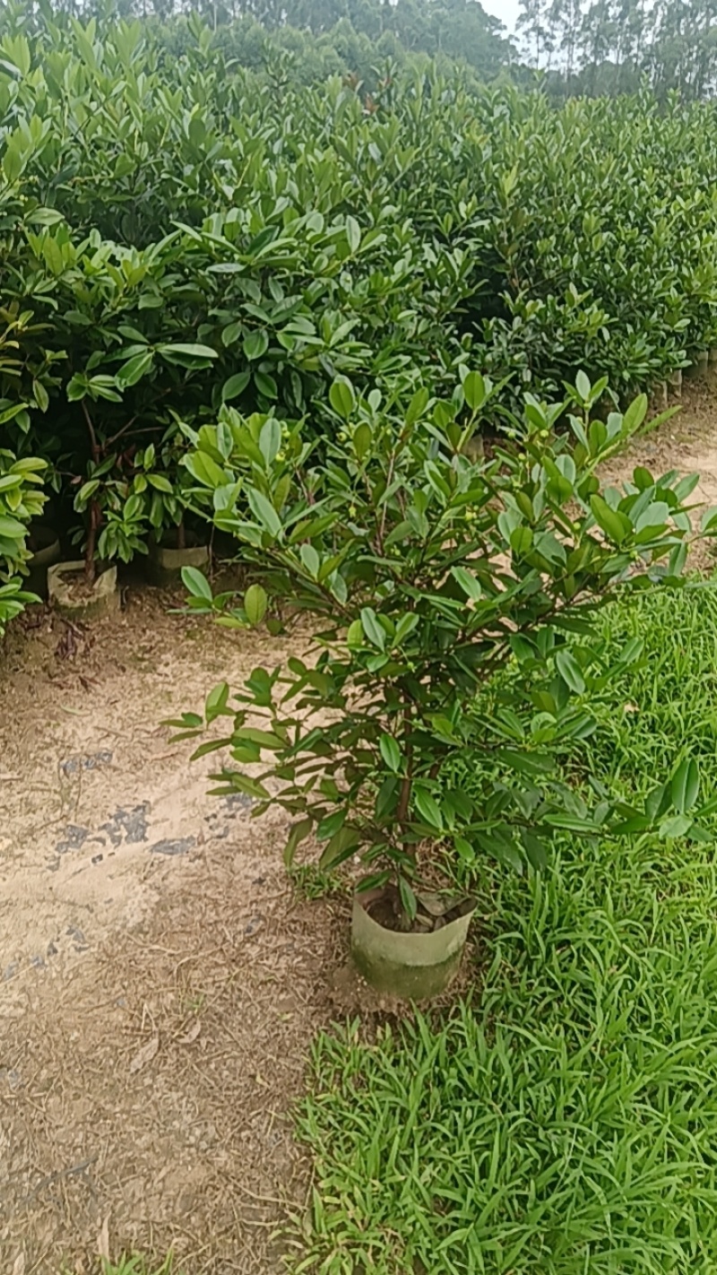 【HOT】优质供货电商广西发货巴西樱桃苗杯苗