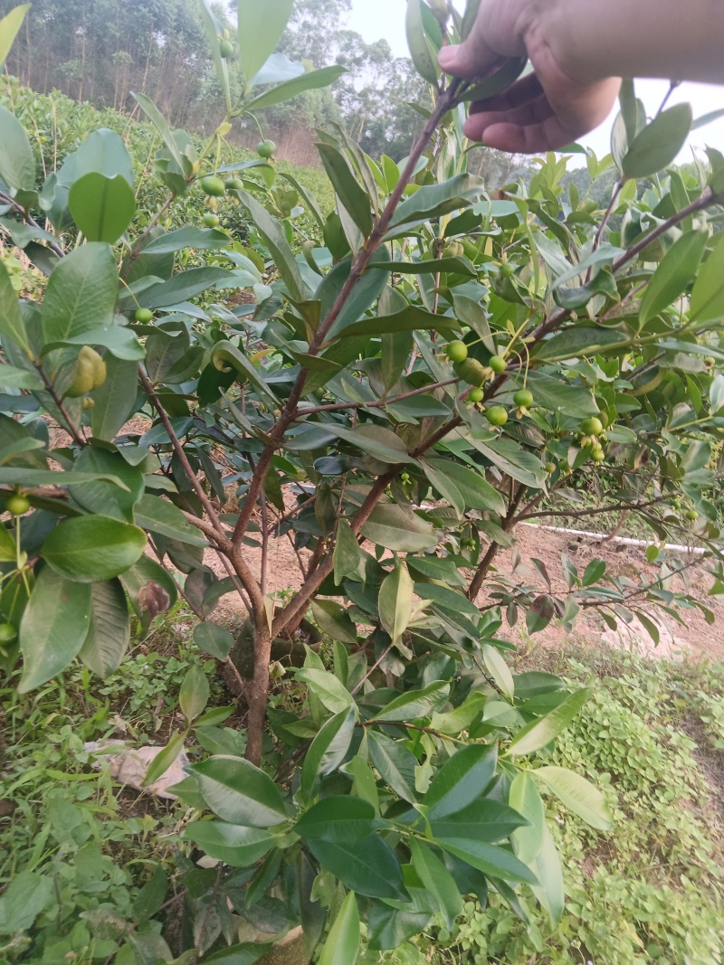 【HOT】优质供货电商广西发货巴西樱桃苗杯苗