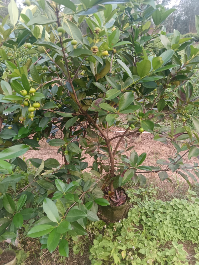 【HOT】优质供货电商广西发货巴西樱桃苗杯苗