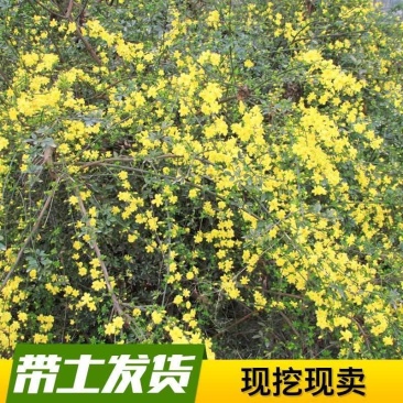 【迎春花】一手货品质保证量大从优诚信为本欢迎选购