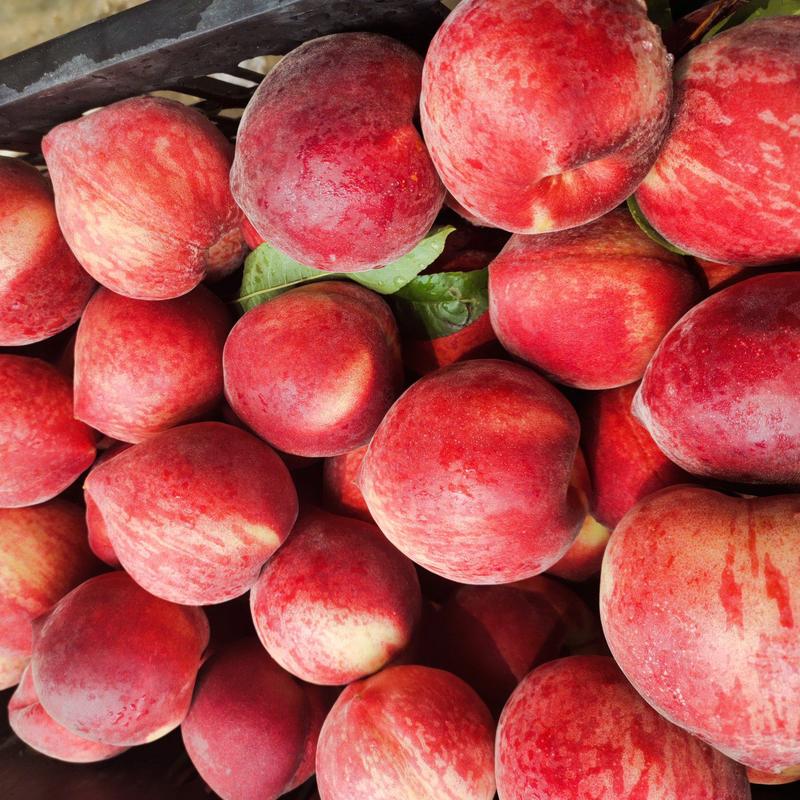 桃子油桃毛桃品种多量大价优原产地直发无中间商