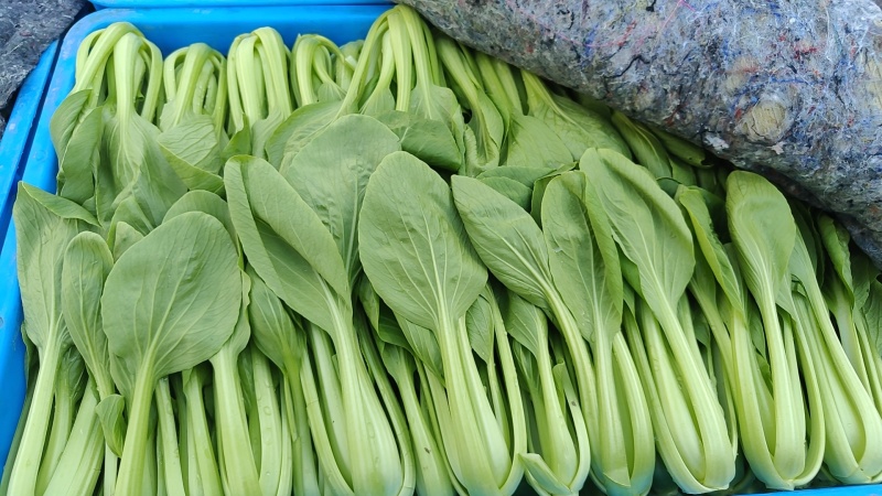 精品上海青。