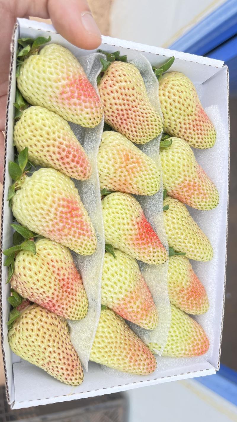 夏季草莓
