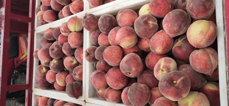 桃子油桃毛桃品种多量大价优原产地直发无中间商