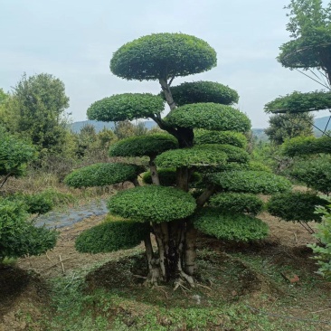 （代卖）湖北对接白蜡，精品造型树，观景树，造型丰富多样！