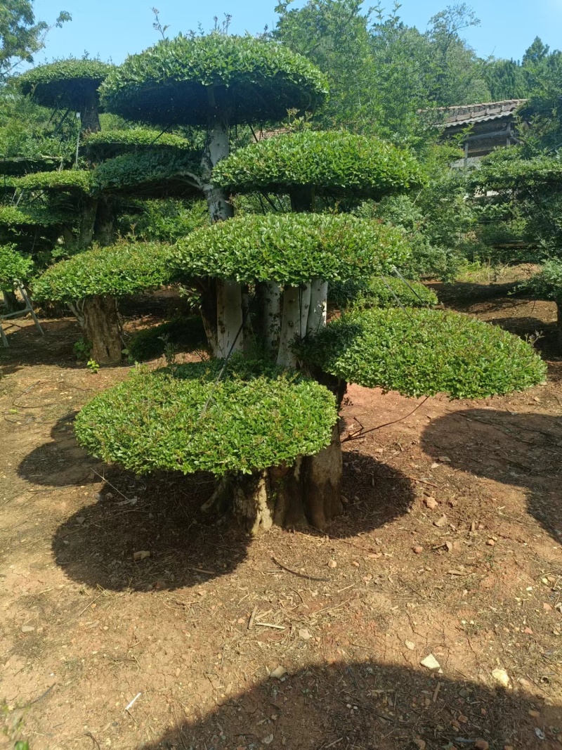 （代卖）湖北对接白蜡，精品造型树，观景树，造型丰富多样！