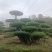 （代卖）湖北对接白蜡，精品造型树，观景树，造型丰富多样！