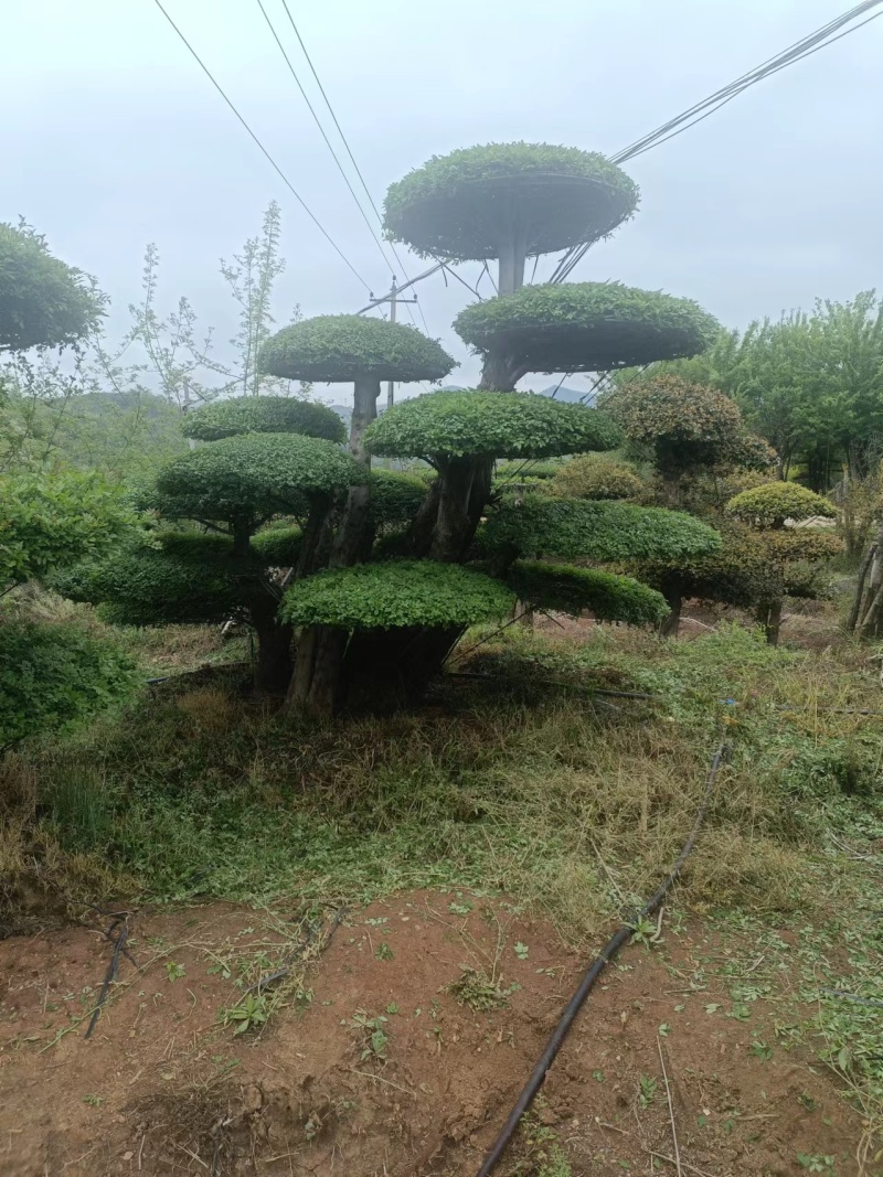 （代卖）湖北对接白蜡，精品造型树，观景树，造型丰富多样！