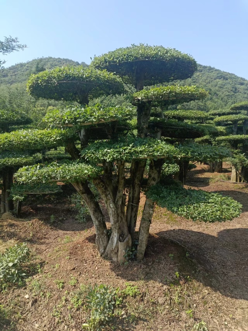 （代卖）湖北对接白蜡，精品造型树，观景树，造型丰富多样！