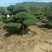 （代卖）湖北对接白蜡，精品造型树，观景树，造型丰富多样！