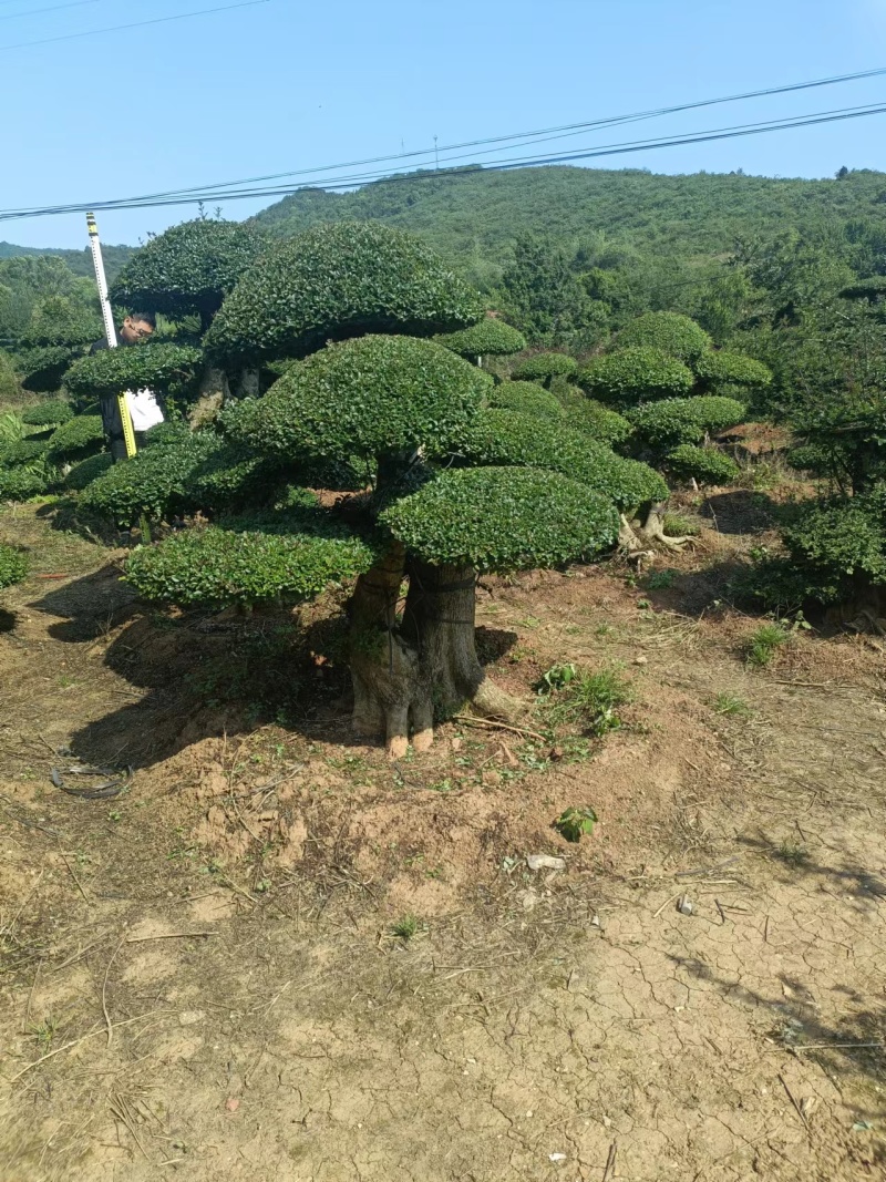 （代卖）湖北对接白蜡，精品造型树，观景树，造型丰富多样！