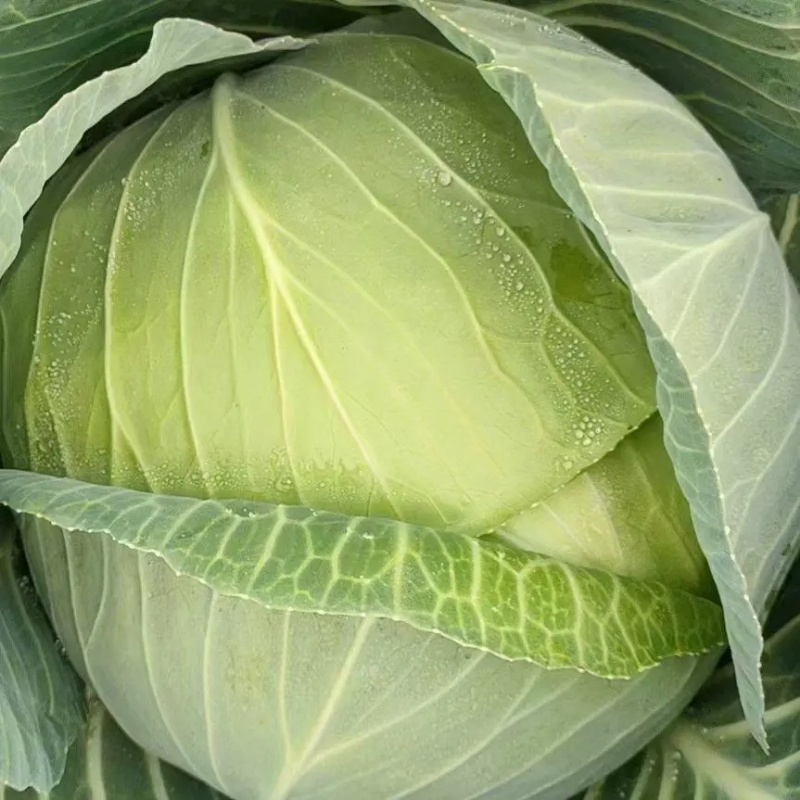 精品扁包菜甘蓝产地直发品质保证量大从优欢迎联系