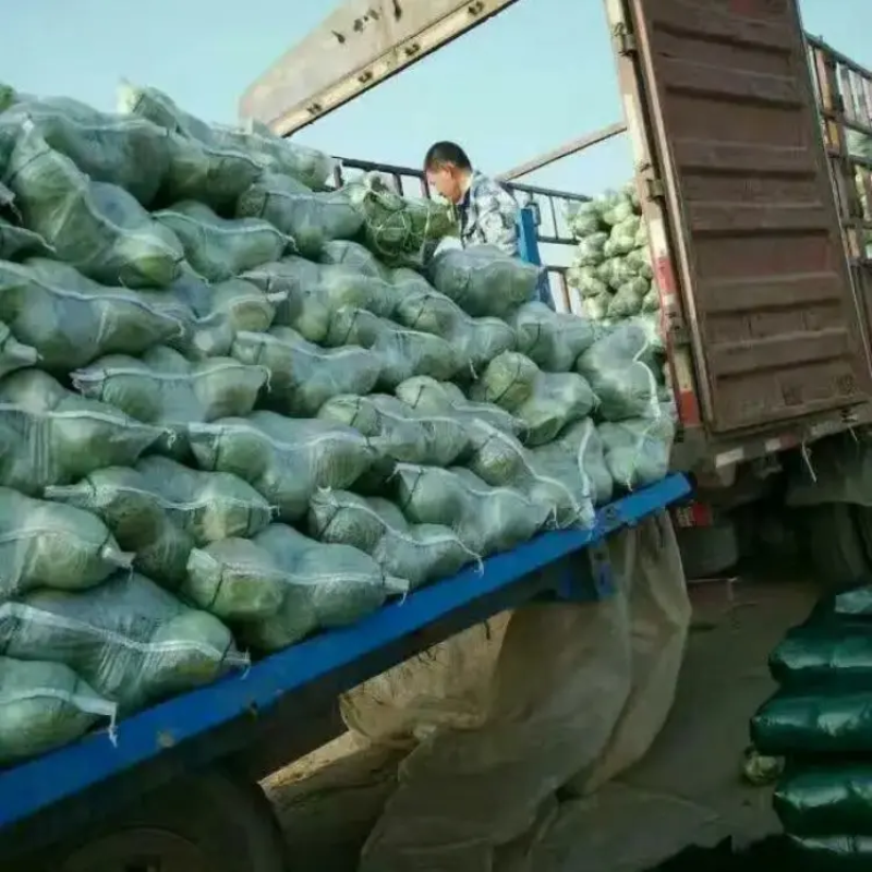 精品扁包菜甘蓝产地直发品质保证量大从优欢迎联系