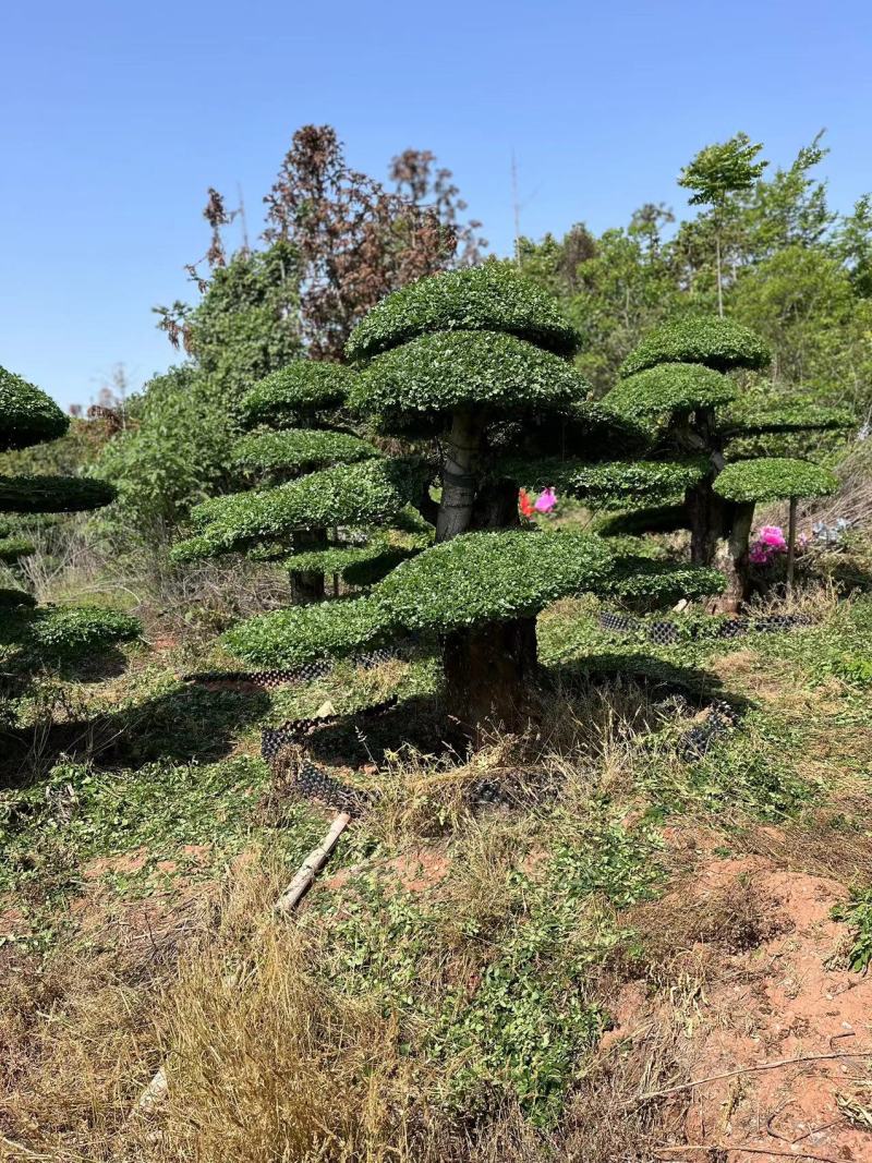 （代卖）湖北对接白蜡，精品造型树，观景树，造型丰富多样！