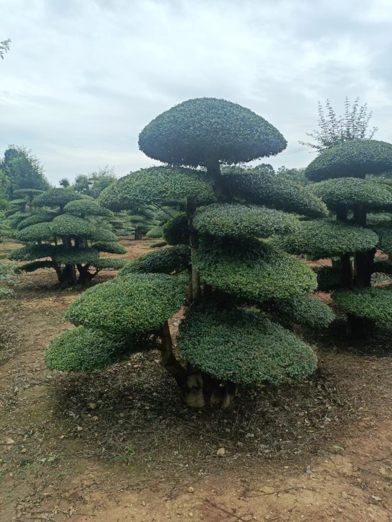 （代卖）湖北对接白蜡，精品造型树，观景树，造型丰富多样！