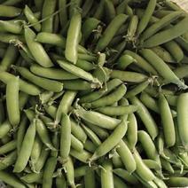 精品青豌豆青豆大量上市品质保证量大从优欢迎