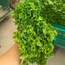 大叶生菜