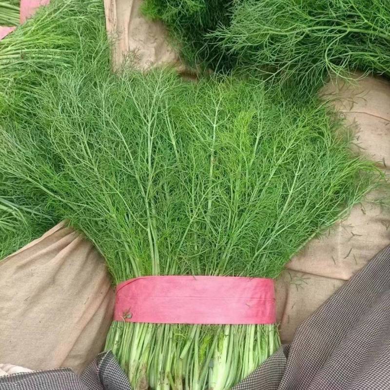 精品茴香货源充足量大从优对接各大商超欢迎来电